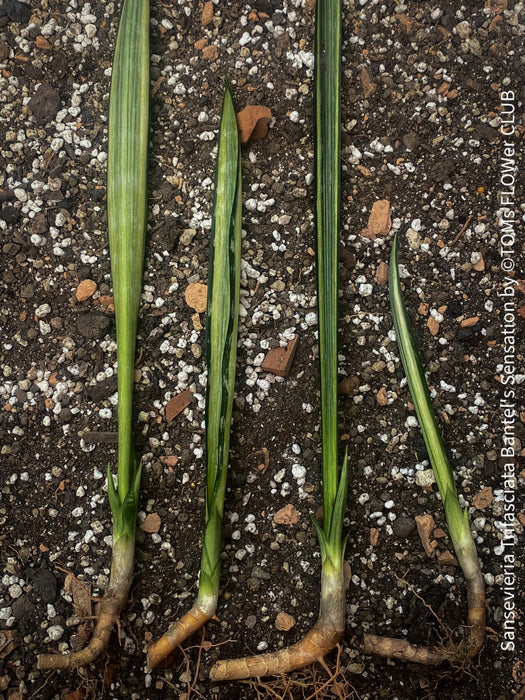 Sansevieria Trifasciata Bantel's Sensation, organically grown succulent plants for sale at TOMs FLOWer CLUB.