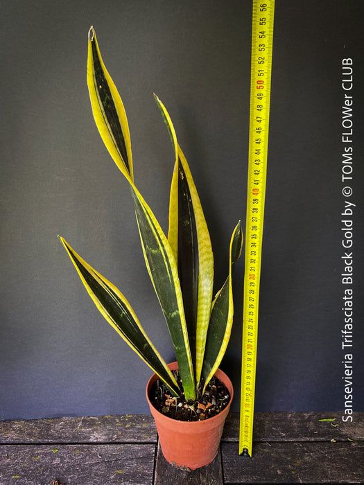 black gold succulent Sansevieria Trifasciata Black Gold | organically grown succulent plants