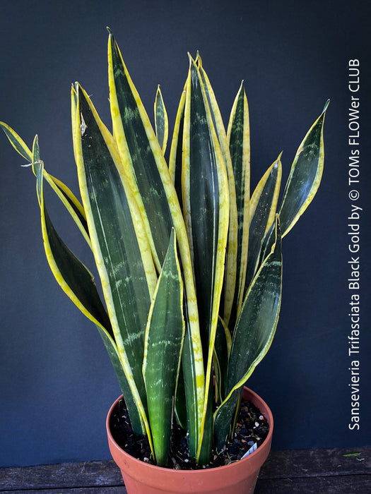 black gold snake plant for sale Sansevieria Trifasciata Black Gold
