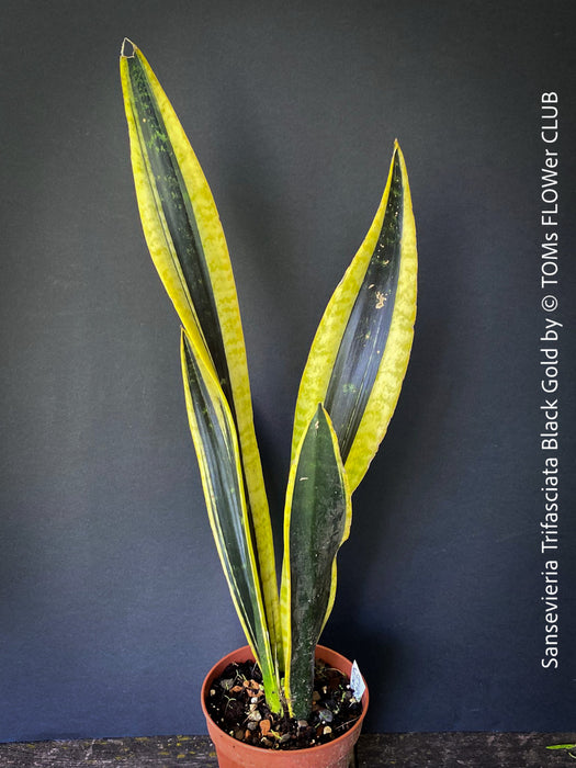 sansevieria trifasciata black gold Sansevieria Trifasciata Black Gold | organically grown succulent plants