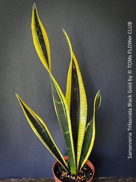 Sansevieria Trifasciata Black Gold, organically grown succulent plants for sale at TOMs FLOWer CLUB, snake plant, Steifmutterzunge, svokryne jazyky