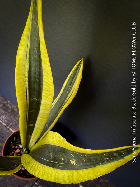 Sansevieria Trifasciata Black Gold, organically grown succulent plants for sale at TOMs FLOWer CLUB, snake plant, Steifmutterzunge, svokryne jazyky