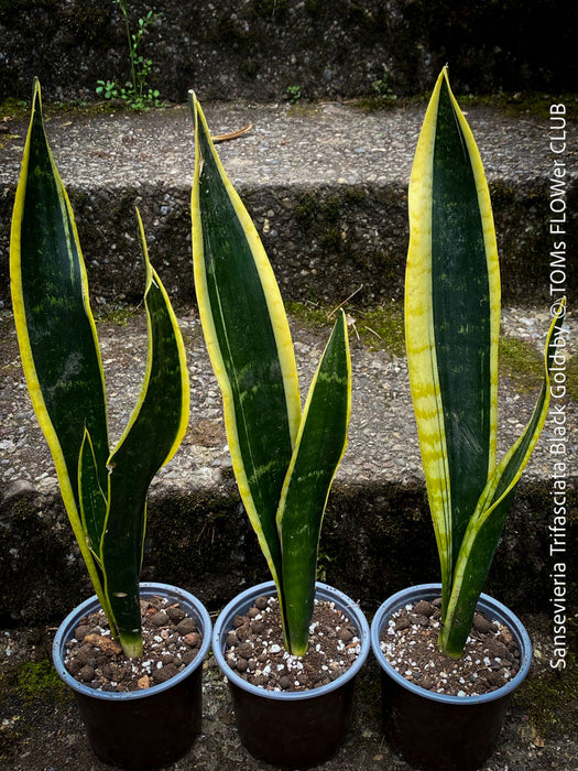 black gold snake plant for sale Sansevieria Trifasciata Black Gold | organically grown succulent plants