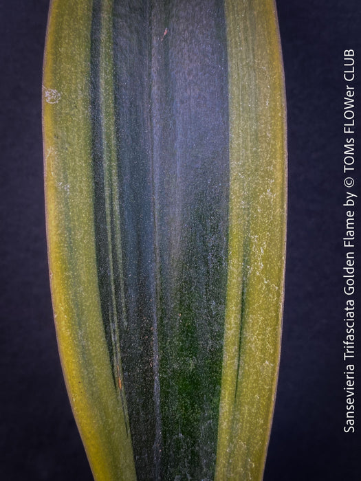 Sansevieria Trifasciata Golden Flame, snake plant, Schwiegermutterzunge, variegata, variegated plants, organically grown succulent plants for sale at TOMs FLOWer CLUB.