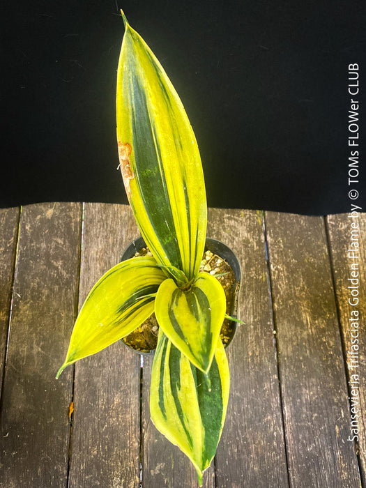 Sansevieria Trifasciata Golden Flame, snake plant, Schwiegermutterzunge, variegata, variegated plants, organically grown succulent plants for sale at TOMs FLOWer CLUB.