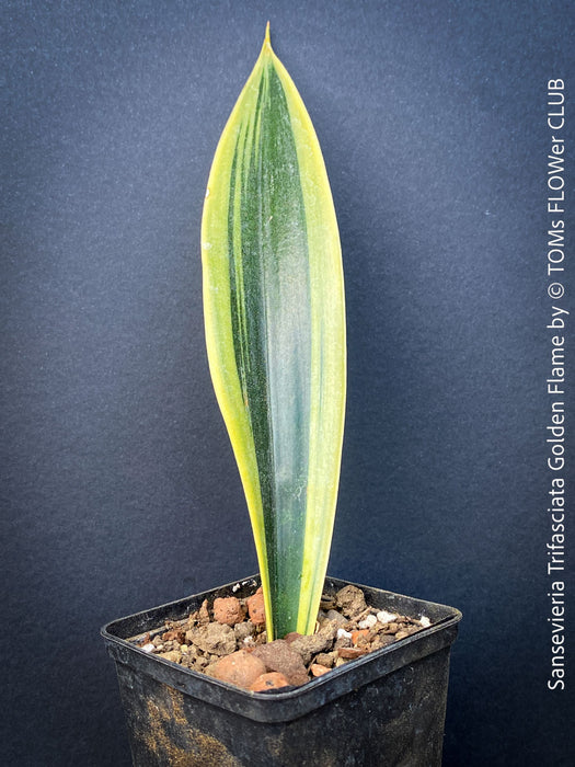 Sansevieria Trifasciata Golden Flame, snake plant, Schwiegermutterzunge, variegata, variegated plants, organically grown succulent plants for sale at TOMs FLOWer CLUB.