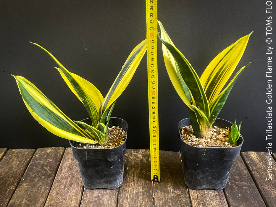 Sansevieria Trifasciata Golden Flame, snake plant, Schwiegermutterzunge, variegata, variegated plants, organically grown succulent plants for sale at TOMs FLOWer CLUB.