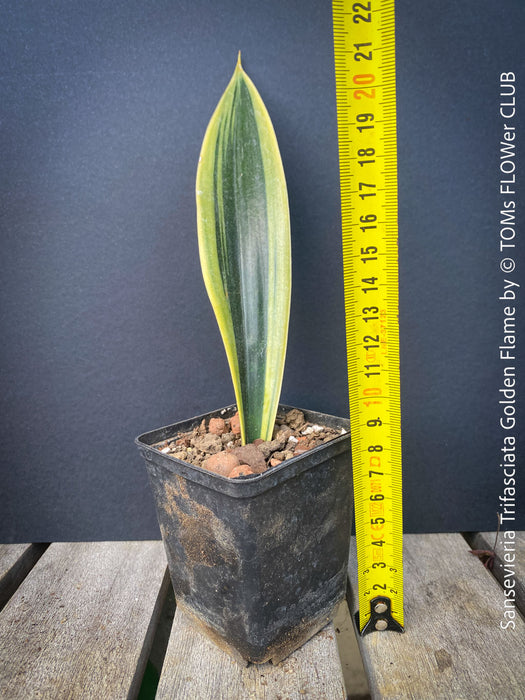 Sansevieria Trifasciata Golden Flame, snake plant, Schwiegermutterzunge, variegata, variegated plants, organically grown succulent plants for sale at TOMs FLOWer CLUB.