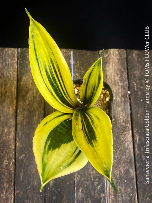 Sansevieria Trifasciata Golden Flame, snake plant, Schwiegermutterzunge, variegata, variegated plants, organically grown succulent plants for sale at TOMs FLOWer CLUB.