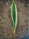 Sansevieria Trifasciata Golden Flame, snake plant, Schwiegermutterzunge, variegata, variegated plants, organically grown succulent plants for sale at TOMs FLOWer CLUB.