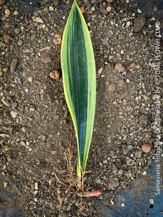 Sansevieria Trifasciata Golden Flame, snake plant, Schwiegermutterzunge, variegata, variegated plants, organically grown succulent plants for sale at TOMs FLOWer CLUB.