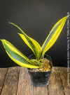 Sansevieria Trifasciata Golden Flame, snake plant, Schwiegermutterzunge, variegata, variegated plants, organically grown succulent plants for sale at TOMs FLOWer CLUB.