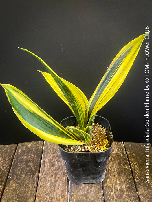 Sansevieria Trifasciata Golden Flame, snake plant, Schwiegermutterzunge, variegata, variegated plants, organically grown succulent plants for sale at TOMs FLOWer CLUB.