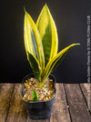 Sansevieria Trifasciata Golden Flame, snake plant, Schwiegermutterzunge, variegata, variegated plants, organically grown succulent plants for sale at TOMs FLOWer CLUB.