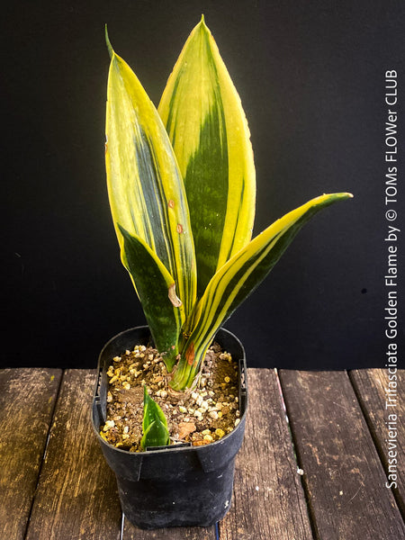 Sansevieria Trifasciata Golden Flame, snake plant, Schwiegermutterzunge, variegata, variegated plants, organically grown succulent plants for sale at TOMs FLOWer CLUB.