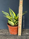 Sansevieria Trifasciata Golden Hahnii, snake plant, Stiefmutterzunge, variegated plants, organically grown succulent plants for sale by TOMs FLOwer CLUB