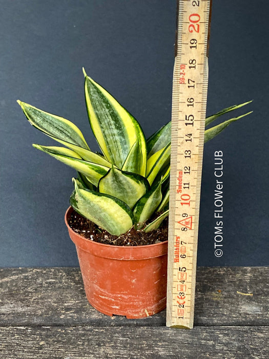 Sansevieria Trifasciata Golden Hahnii, snake plant, Stiefmutterzunge, variegated plants, organically grown succulent plants for sale by TOMs FLOwer CLUB