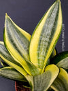 Sansevieria Trifasciata Golden Hahnii, snake plant, Stiefmutterzunge, variegated plants, organically grown succulent plants for sale by TOMs FLOwer CLUB