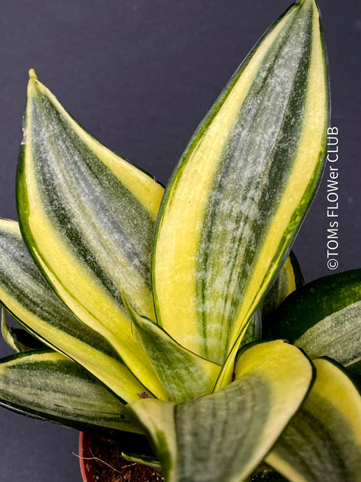 Sansevieria Trifasciata Golden Hahnii, snake plant, Stiefmutterzunge, variegated plants, organically grown succulent plants for sale by TOMs FLOwer CLUB