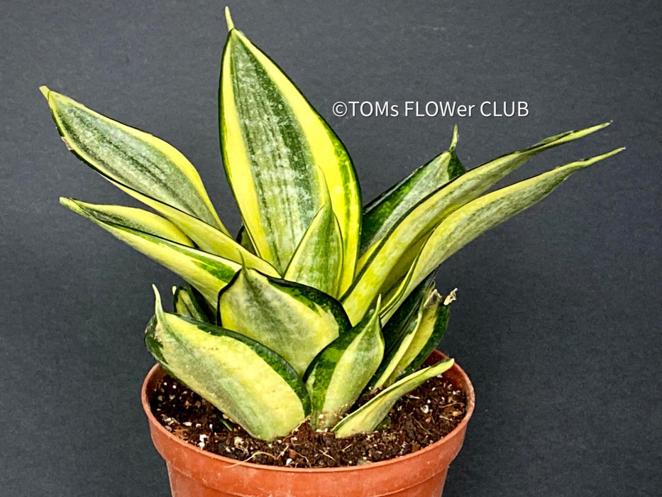 Sansevieria Trifasciata Golden Hahnii, snake plant, Stiefmutterzunge, variegated plants, organically grown succulent plants for sale by TOMs FLOwer CLUB