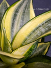 Sansevieria Trifasciata Golden Hahnii, snake plant, Stiefmutterzunge, variegated plants, organically grown succulent plants for sale by TOMs FLOwer CLUB