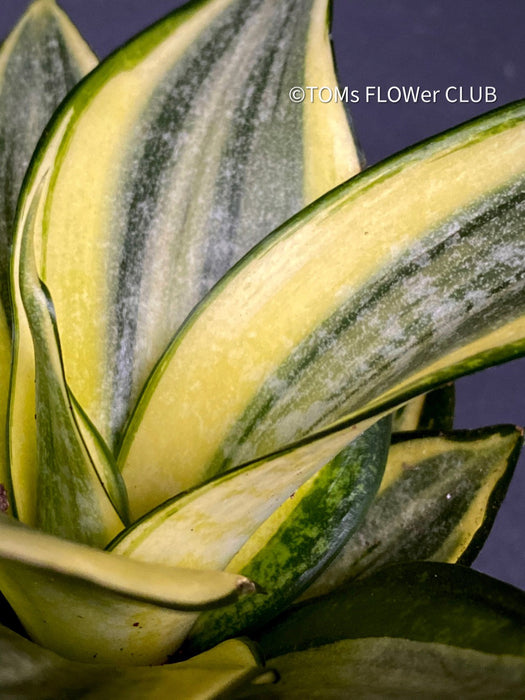 Sansevieria Trifasciata Golden Hahnii, snake plant, Stiefmutterzunge, variegated plants, organically grown succulent plants for sale by TOMs FLOwer CLUB