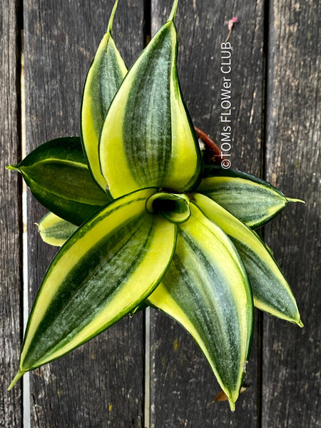 Sansevieria Trifasciata Golden Hahnii, snake plant, Stiefmutterzunge, variegated plants, organically grown succulent plants for sale by TOMs FLOwer CLUB