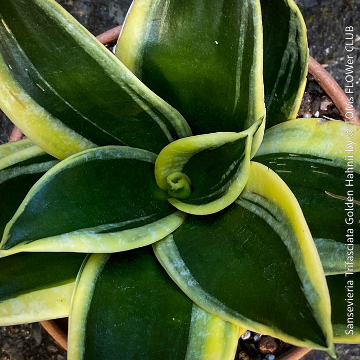 Sansevieria Trifasciata Golden Hahnii, snake plant, Stiefmutterzunge, variegated plants, organically grown succulent plants for sale by TOMs FLOwer CLUB