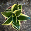 Sansevieria Trifasciata Golden Hahnii, snake plant, Stiefmutterzunge, variegated plants, organically grown succulent plants for sale by TOMs FLOwer CLUB