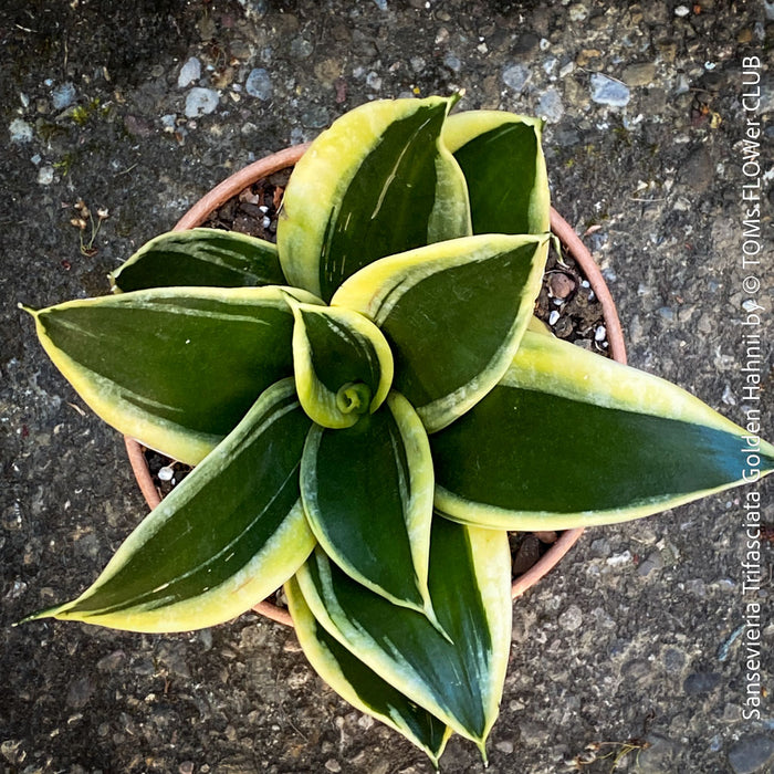 Sansevieria Trifasciata Golden Hahnii, snake plant, Stiefmutterzunge, variegated plants, organically grown succulent plants for sale by TOMs FLOwer CLUB