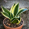 Sansevieria Trifasciata Golden Hahnii, snake plant, Stiefmutterzunge, variegated plants, organically grown succulent plants for sale by TOMs FLOwer CLUB