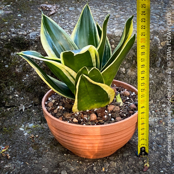 Sansevieria Trifasciata Golden Hahnii, snake plant, Stiefmutterzunge, variegated plants, organically grown succulent plants for sale by TOMs FLOwer CLUB