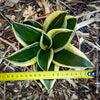 Sansevieria Trifasciata Golden Hahnii, snake plant, Stiefmutterzunge, variegated plants, organically grown succulent plants for sale by TOMs FLOwer CLUB