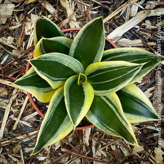Sansevieria Trifasciata Golden Hahnii, snake plant, Stiefmutterzunge, variegated plants, organically grown succulent plants for sale by TOMs FLOwer CLUB