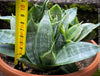 Sansevieria Trifasciata Hahnii Silver Frost, snake plant, Stiefmutterzunge, variegated plants, organically grown succulent plants for sale by TOMs FLOwer CLUB