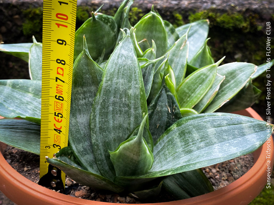 silver frost snake plant Sansevieria Trifasciata Hahnii Silver Frost