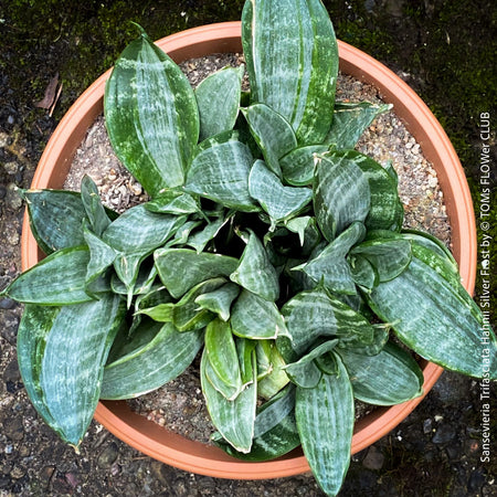 Sansevieria Trifasciata Hahnii Silver Frost, snake plant, Stiefmutterzunge, variegated plants, organically grown succulent plants for sale by TOMs FLOwer CLUB