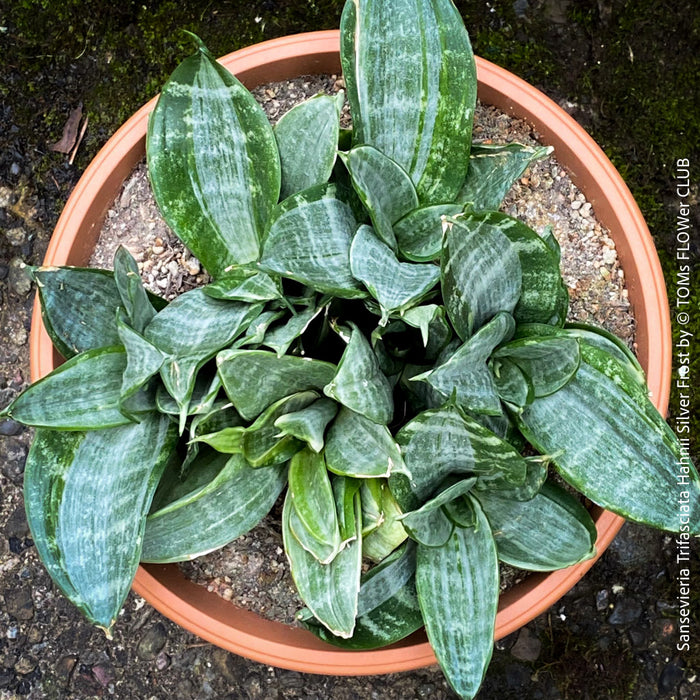 sansevieria frost Sansevieria Trifasciata Hahnii Silver Frost