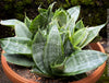 Sansevieria Trifasciata Hahnii Silver Frost, snake plant, Stiefmutterzunge, variegated plants, organically grown succulent plants for sale by TOMs FLOwer CLUB