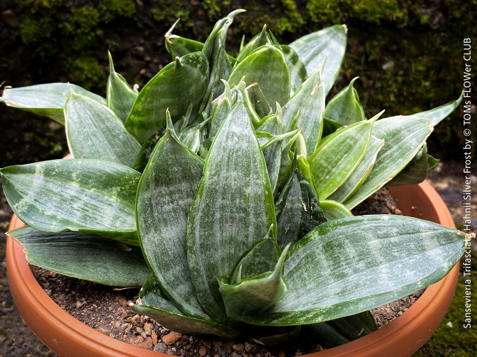 Sansevieria Trifasciata Hahnii Silver Frost, snake plant, Stiefmutterzunge, variegated plants, organically grown succulent plants for sale by TOMs FLOwer CLUB