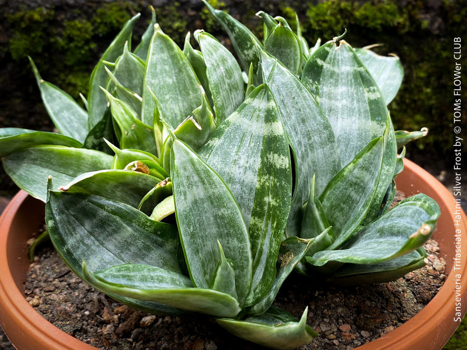 Sansevieria Trifasciata Hahnii Silver Frost, snake plant, Stiefmutterzunge, variegated plants, organically grown succulent plants for sale by TOMs FLOwer CLUB