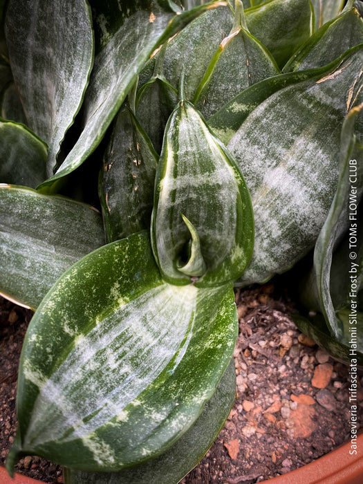 Sansevieria Trifasciata Hahnii Silver Frost, snake plant, Stiefmutterzunge, variegated plants, organically grown succulent plants for sale by TOMs FLOwer CLUB