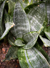 Sansevieria Trifasciata Hahnii Silver Frost, snake plant, Stiefmutterzunge, variegated plants, organically grown succulent plants for sale by TOMs FLOwer CLUB