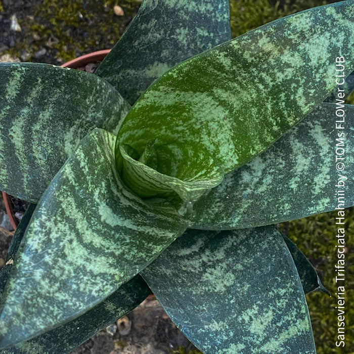 Sansevieria Trifasciata Hahnii, snake plant, Stiefmutterzunge, variegated plants, organically grown succulent plants for sale by TOMs FLOWer CLUB