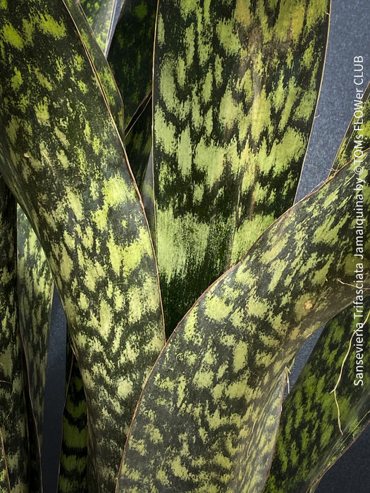 Sansevieria Trifasciata Jamaiquina, snake plant, Stiefmutterzunge, organically grown succulent plants for sale at TOMs FLOWer CLUB.