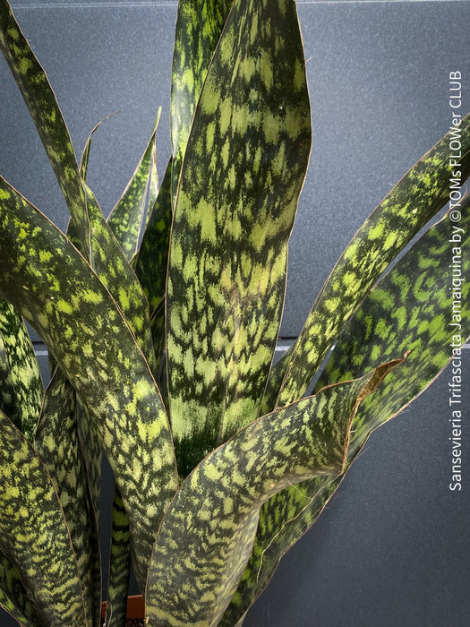 Sansevieria Trifasciata Jamaiquina, snake plant, Stiefmutterzunge, organically grown succulent plants for sale at TOMs FLOWer CLUB.