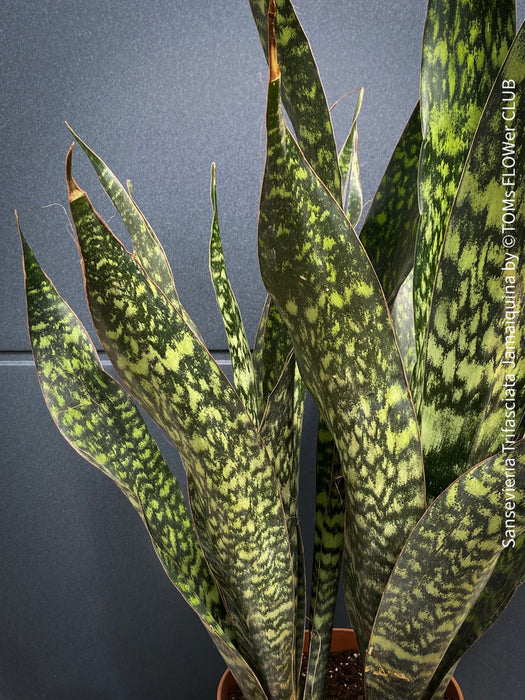 Sansevieria Trifasciata Jamaiquina, snake plant, Stiefmutterzunge, organically grown succulent plants for sale at TOMs FLOWer CLUB.