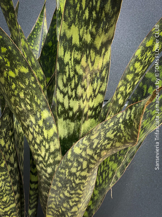 Sansevieria Trifasciata Jamaiquina, snake plant, Stiefmutterzunge, organically grown succulent plants for sale at TOMs FLOWer CLUB.