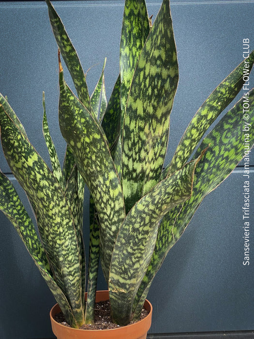 Sansevieria Trifasciata Jamaiquina, snake plant, Stiefmutterzunge, organically grown succulent plants for sale at TOMs FLOWer CLUB.