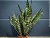 Sansevieria Trifasciata Jamaiquina, snake plant, Stiefmutterzunge, organically grown succulent plants for sale at TOMs FLOWer CLUB.